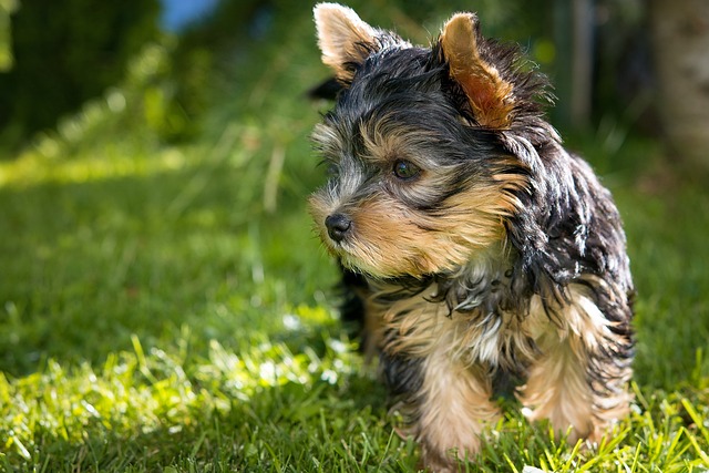 yorkshire terrier - panakei - šteniatko